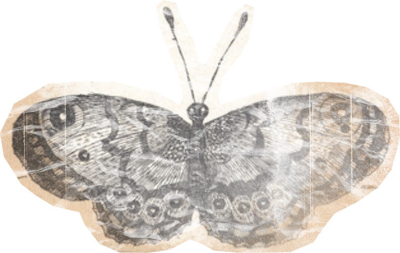 Weathered Historical Butterfly Cut-out